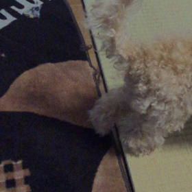 トラちゃん２歳にの画像