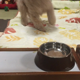 トラ３歳の誕生日の画像
