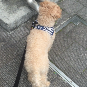 丹下左膳⁉️の画像