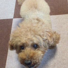 てんかん？脚痛？の画像