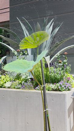 大船フラワーセンター蓮の花認定講師作品展終了しましたの記事動画