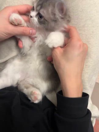 お引越しムクくん^_^ロコたん　ラキたん^_^ツナくん^_^の記事動画