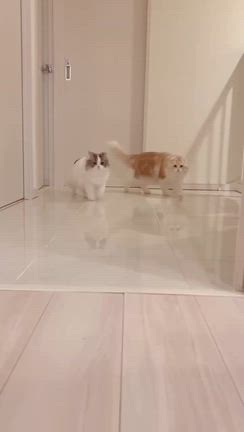 いっぱいもらえた写真たち^_^ お引越し^_^の記事動画