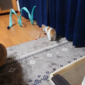 暴れるの画像