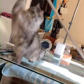 みみたんと遊ぶの画像