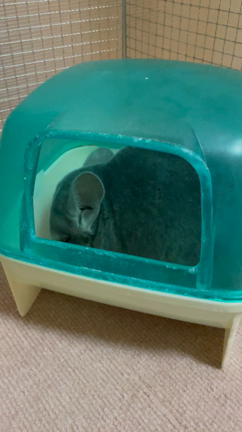 ふっちー！メンコだなー^_^の記事動画