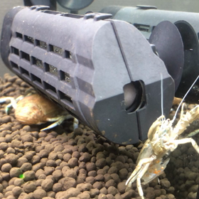 コシオリエビ抱卵⑥の画像