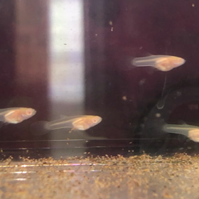 ブルーグラス稚魚１2日目の画像