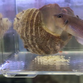 ネオランプロローグ稚魚の画像