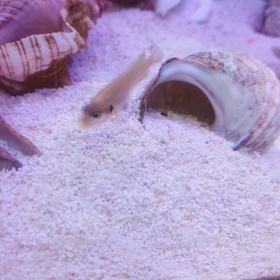 ネオランプロローグス・オケラータス　ゴールド稚魚1日目の画像