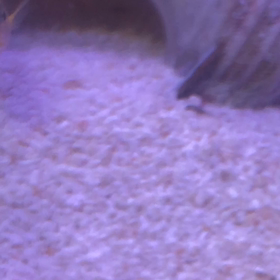 ネオランプロローグ稚魚発見2の画像