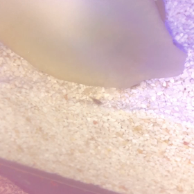 ネオランプロローグ稚魚発見の画像