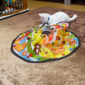 キャッチミーイフユーキャンの画像