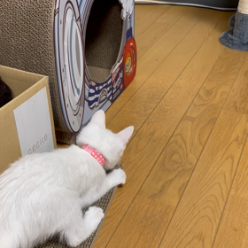 なんとか落ち着きそうかなの画像