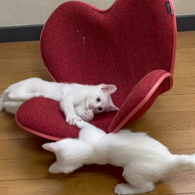 ニャンズお留守番の画像