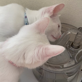 増える猫グッズ(*ΦωΦ*)の画像