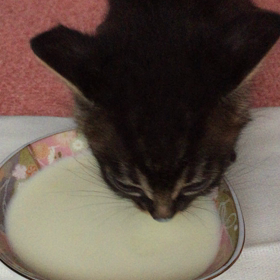 お皿でミルク。の画像