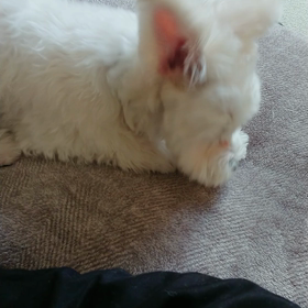 今日のふくの画像