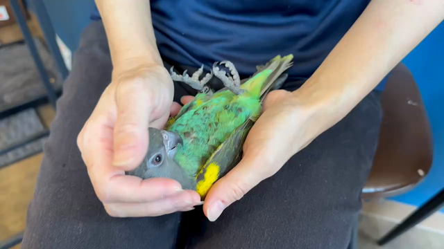【千駄木店】激レア‼️ムラクモインコちゃん❣️の記事動画