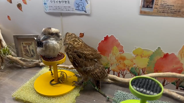 【千駄木店】ワライカワセミちゃん仲間入り✨️の記事動画