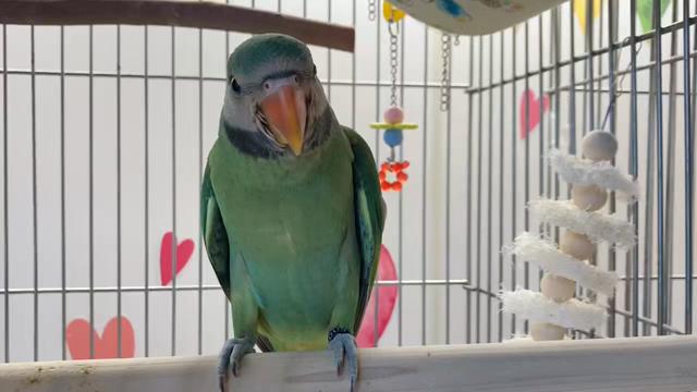 【千駄木店】1羽限定‼️"ダルマインコ"の記事動画