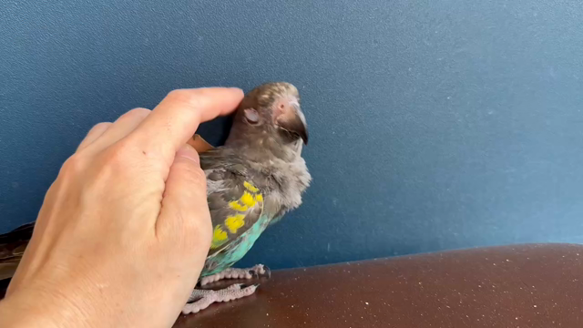 【千駄木店】激レア‼️ムラクモインコちゃん❣️の記事動画