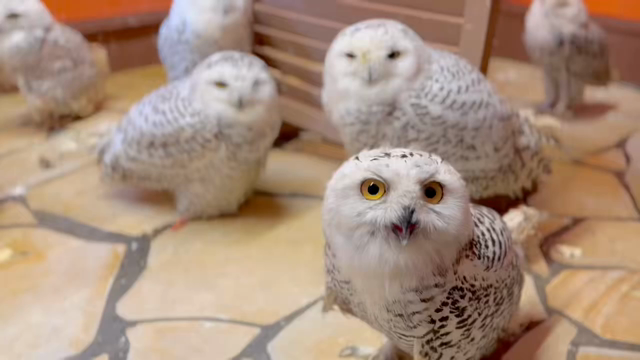 シロフクロウパラダイス⁉️❄️⛄の記事動画