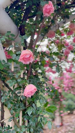 【薔薇】〜かのやばら祭りは4月25日から〜の記事動画