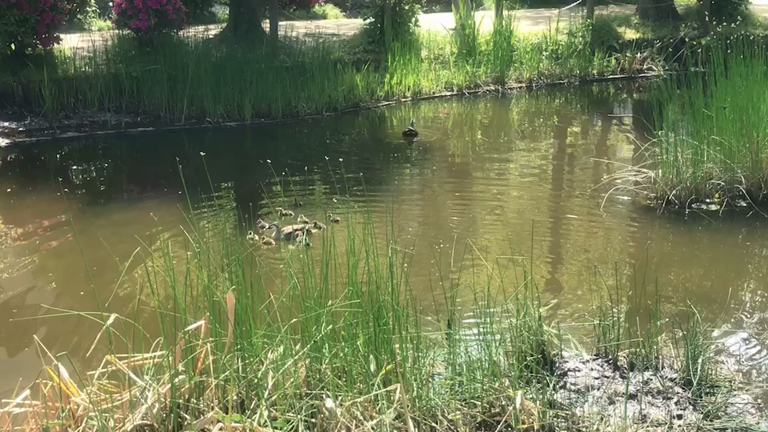 近所に赤ちゃん鴨の記事動画