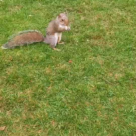 彼にノックアウトされたの画像