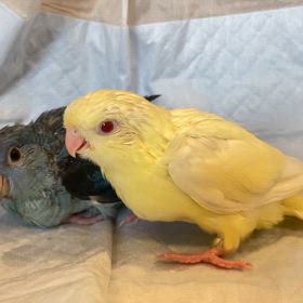 サザナミインコさんが来てくれました！！の画像