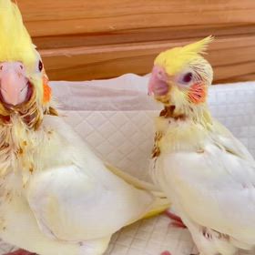 オカメインコさん販売開始です！の画像