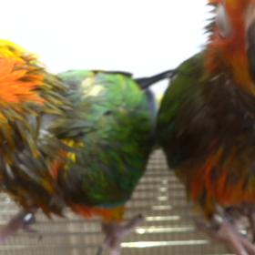 明後日からお披露目の画像