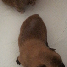 ピーちゃんずの画像