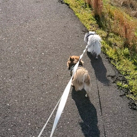 今年最後のお散歩の画像