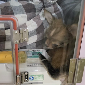 ご報告の画像