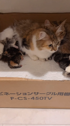 【おうち決定】ミニライオン♡極短足男の子の記事動画