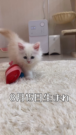【おうち決定】お写真&amp;動画10/20更新♪8月15日生まれミヌエット②の記事動画