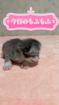 元気に成長中❗️子猫すくすく日記の記事動画
