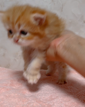元気に成長中❗️子猫すくすく日記の記事動画