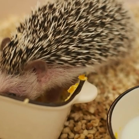 ハリネズミを飼うの画像