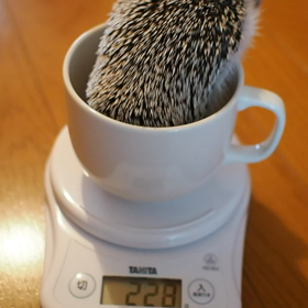 ハリネズミの体重測定(｡-∀-｡)落ち着けーの画像