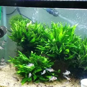 アドルフォイの画像