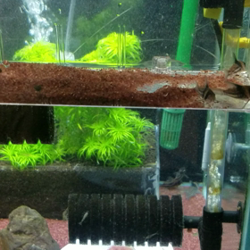 初めてのコルレア稚魚の画像