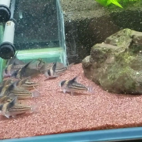 チビコルの画像