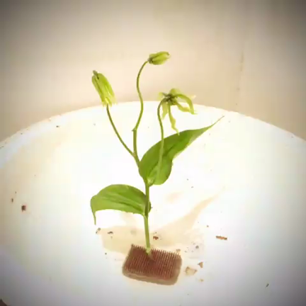 秋の花火の記事動画