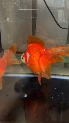 ☆琉金 (特大)① 20.0cm前後 1匹 超特大琉金 | 金魚屋 仁