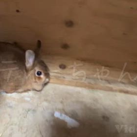 ”本日（5/19）の静岡っ子たち”の画像