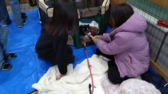 譲渡会、青山で開催中です。の記事動画