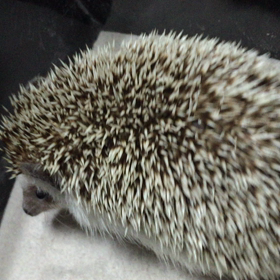 初ブログの画像
